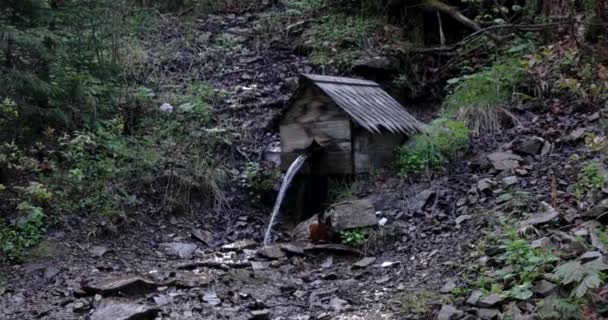 Agua pura de manantial natural de la fuente forestal — Vídeos de Stock