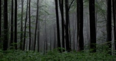 Dolly atış bir karanlık sisli ormanın yağmur damla ses ile