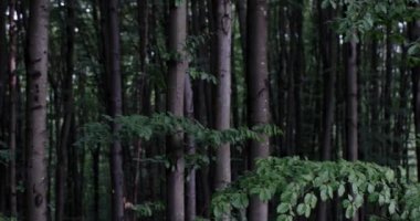 Dolly atış bir karanlık sisli ormanın yağmur damla ses ile