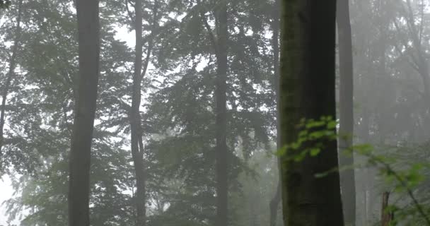 Dolly Shot of a Dark Foggy Forest avec des gouttes de pluie sonore — Video