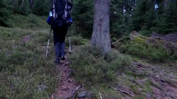 Caminhadas em uma trilha em montanhas florestadas (Pov) Steadicam Shot — Vídeo de Stock