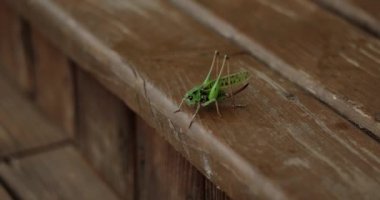 Bıyık ahşap zemin üzerinde temizler Locust closeup