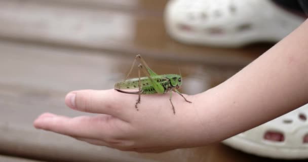 Closeup of Locust on a Kids Hand — Stock Video