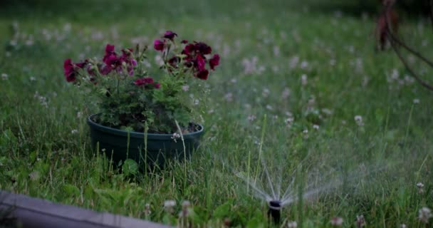 芝生や花に水をまく庭の潅漑のスプリンクラー — ストック動画