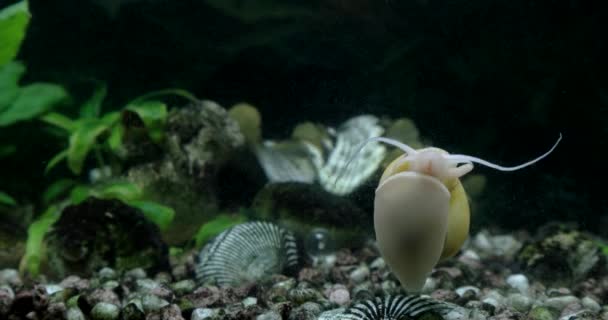 Lumaca gialla che striscia sul vetro dell'acquario. Filmati time lapse — Video Stock