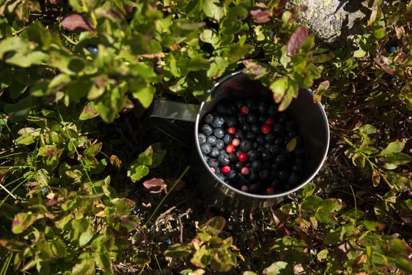 Yaban mersini yaban mersini Bush CA ile alüminyum Kupası