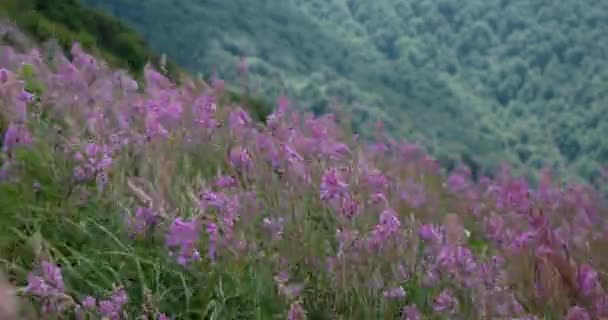 Blühende lila Feuerkrautstängel und Blumen, die im Wind vor dem Hintergrund der Berge schwingen — Stockvideo