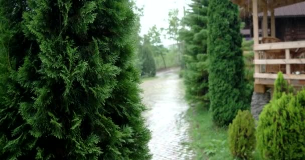 Cypress Thuja boom met regen achtergrond — Stockvideo