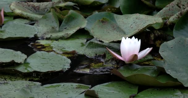 水ユリの花の経過終了を時間します。 — ストック動画