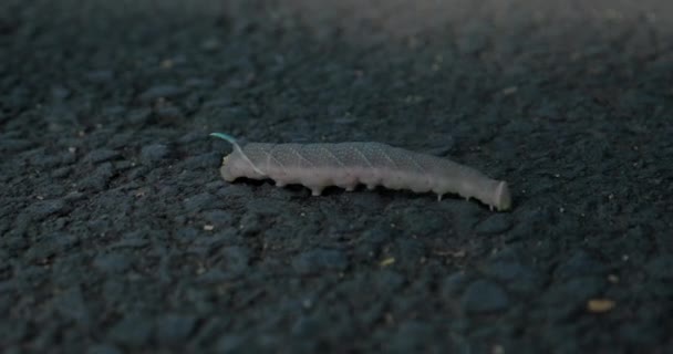 Große Raupe krabbelt auf dem Asphalt. Makro — Stockvideo