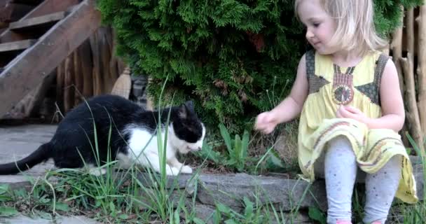 Een kat aaien een pluizige kat buiten strijken — Stockvideo