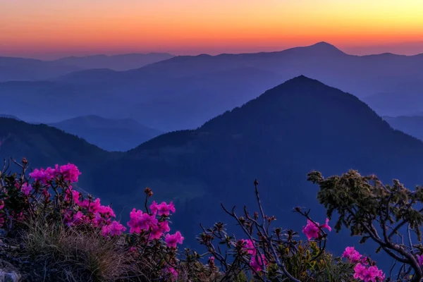 Karpatlar dağlarda çiçek gündoğumu