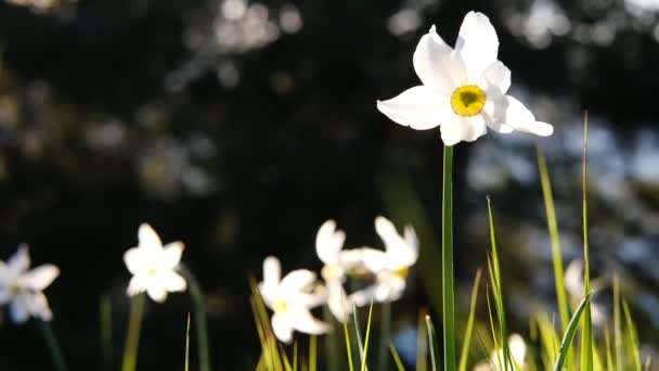 Bloeiende NARCIS in de bergen — Stockvideo