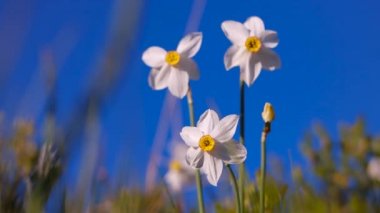 mavi gökyüzüne karşı dağlarda çiçek açan nergis
