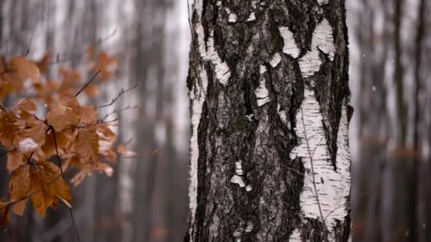 Close up view of snow falling in front of trees and leaves — Stock Video