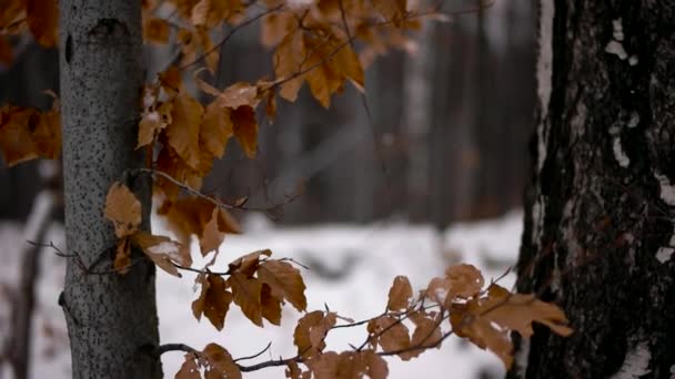 Vista cercana del bosque del árbol y dejar y nieve cayendo en cámara lenta — Vídeo de stock