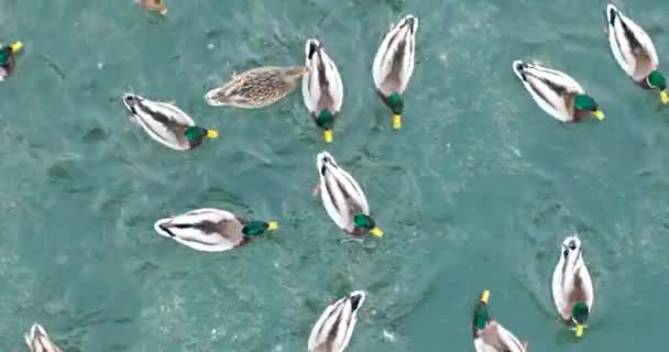 Vilda fåglar i den iskalla floden. Änderna simma i den iskalla floden från ovan — Stockvideo