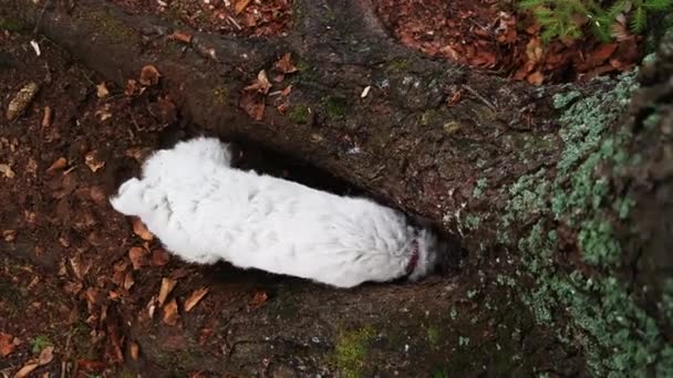 Küçük şirin aile evde beslenen hayvan köpek kazma bir delik — Stok video