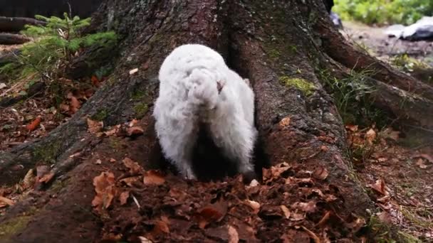 Piccolo simpatico cane domestico di famiglia scavare un buco — Video Stock