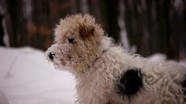 Sevimli küçük köpek karlı ormanda ağır çekim