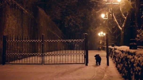 Собака бежит в снежную ночь в замедленной съемке — стоковое видео