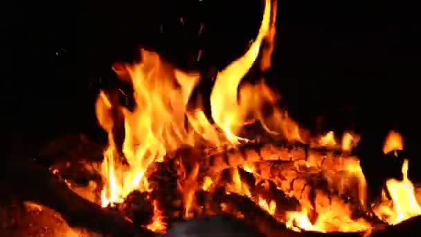 Fogueira acampamento fogo verão ardente pinhas — Vídeo de Stock