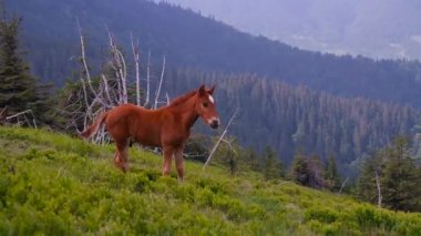 Küçük vahşi at hillside