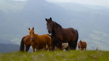 Vahşi atlar bir yamaca sürüsü