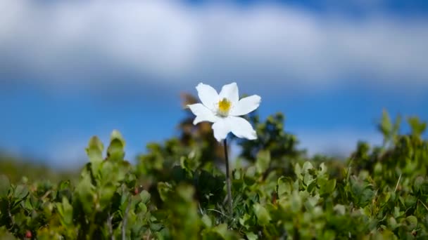 Gros plan de fleurs blanches tremblant dans un vent à la montagne 