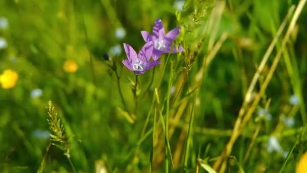 Äng med många vilda blommor — Stockvideo