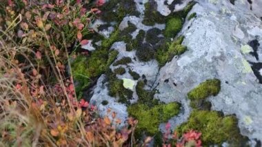 Yosun kümeleri üzerinde toprak ve taş yanan yakın çekim yaymak