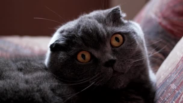 Gatto britannico con grandi occhi — Video Stock