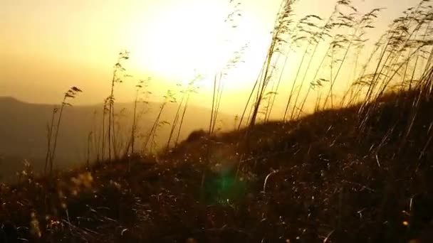 Χόρτο ηλιοβασίλεμα φόντο σε αργή κίνηση — Αρχείο Βίντεο