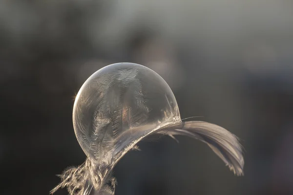 Frozen bubble on the fether in sunset light — Stock Photo, Image