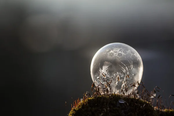 Замороженный пузырь на мху — стоковое фото
