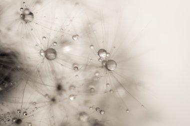 soyut makro fotoğraf bitki tohumu su damlaları