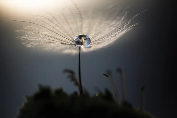 Анотація макро фото насіння рослин з краплями води — стокове фото