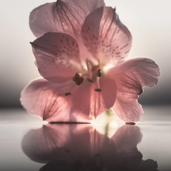 Floarea roșie închide reflecția — Fotografie, imagine de stoc