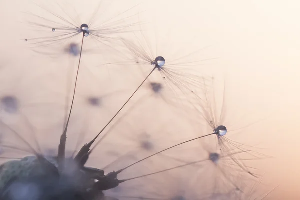 Pastel dandelion detail — Stock Photo, Image