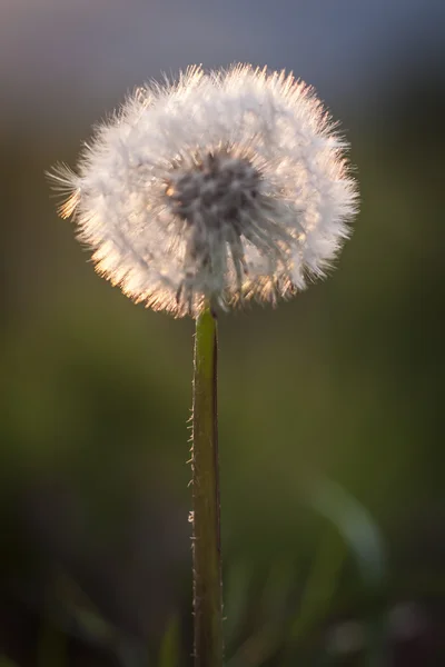 Karahindiba akşam — Stok fotoğraf