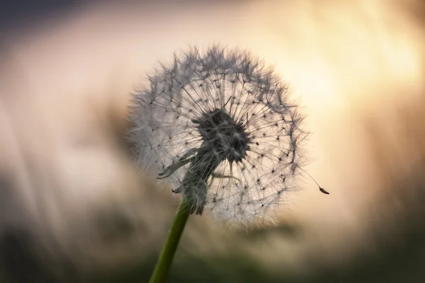 Dandelion close up — Stock Photo, Image