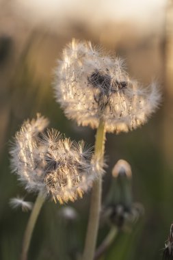 Karahindiba günbatımı ışık