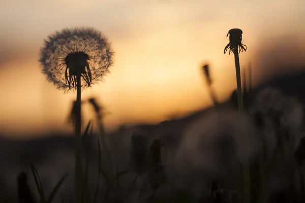 Dandelion in sunset light — Stock Photo, Image