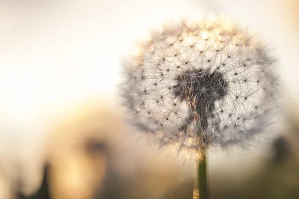 Dandelion dalam cahaya matahari terbenam — Stok Foto