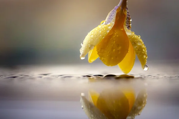 Gele bloem reflectie — Stockfoto