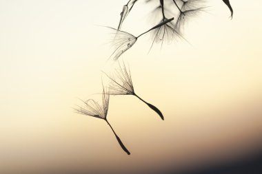 Seeds in the sunset.