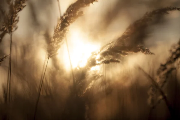 Golden sunset in the grass