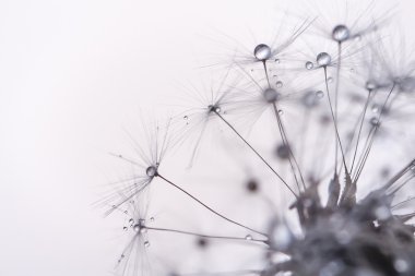 Dandelinion detail