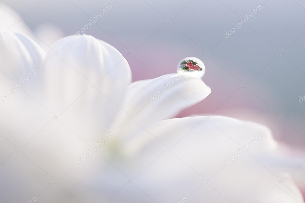 Little droplet on the white flower.