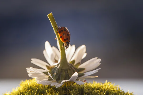 Coccinelle sur la marguerite — Photo